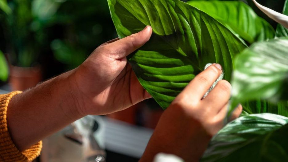 close up of hands cleaning the plant leaf under the direct light in warehouse